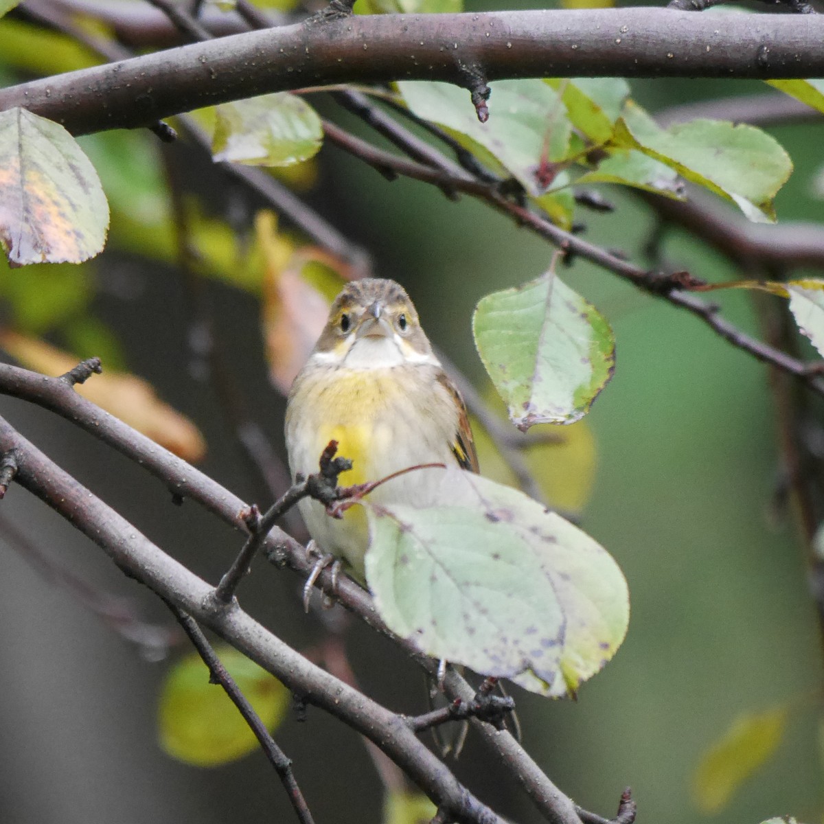 Dickcissel - ML614370088