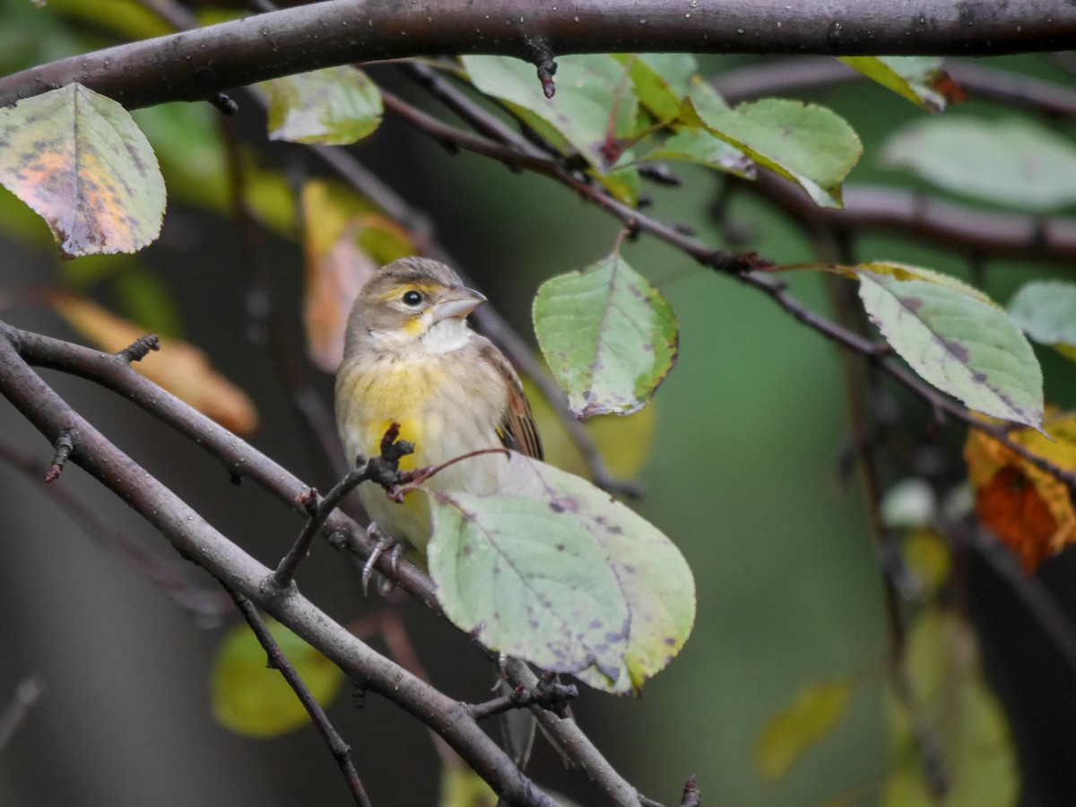 Dickcissel - ML614370089