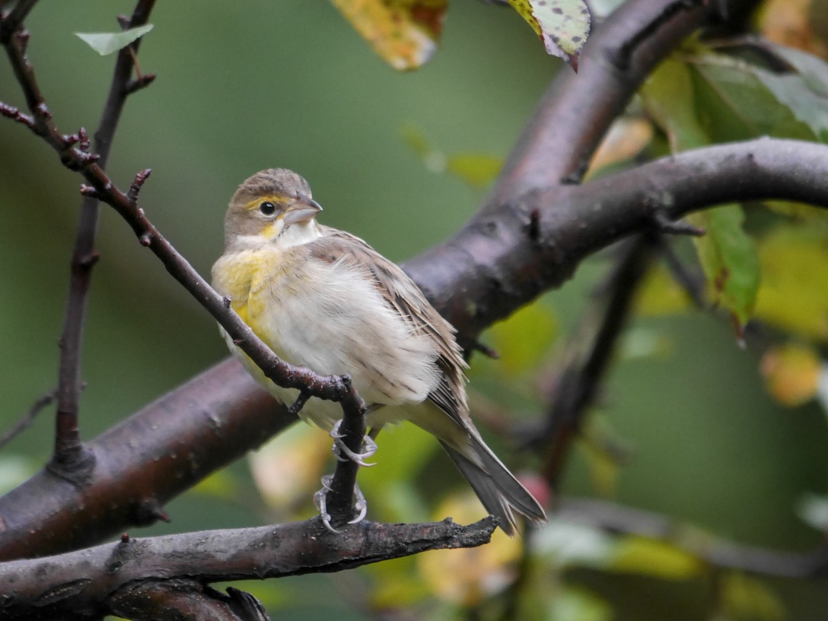 Dickcissel - ML614370090