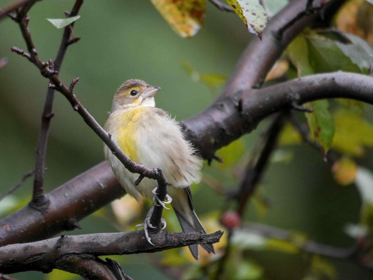 Dickcissel - ML614370091