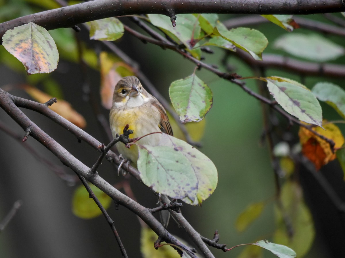 Dickcissel - ML614370092