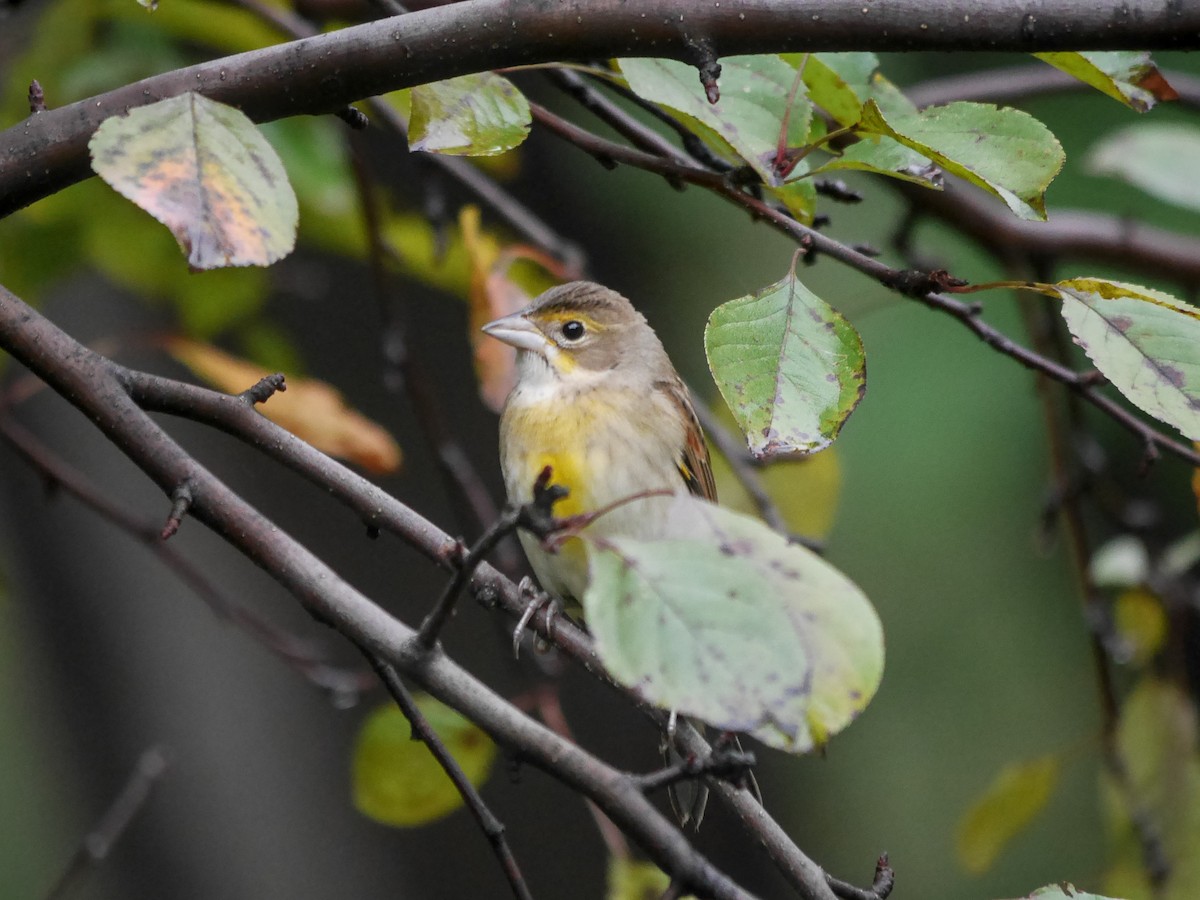Dickcissel - ML614370093