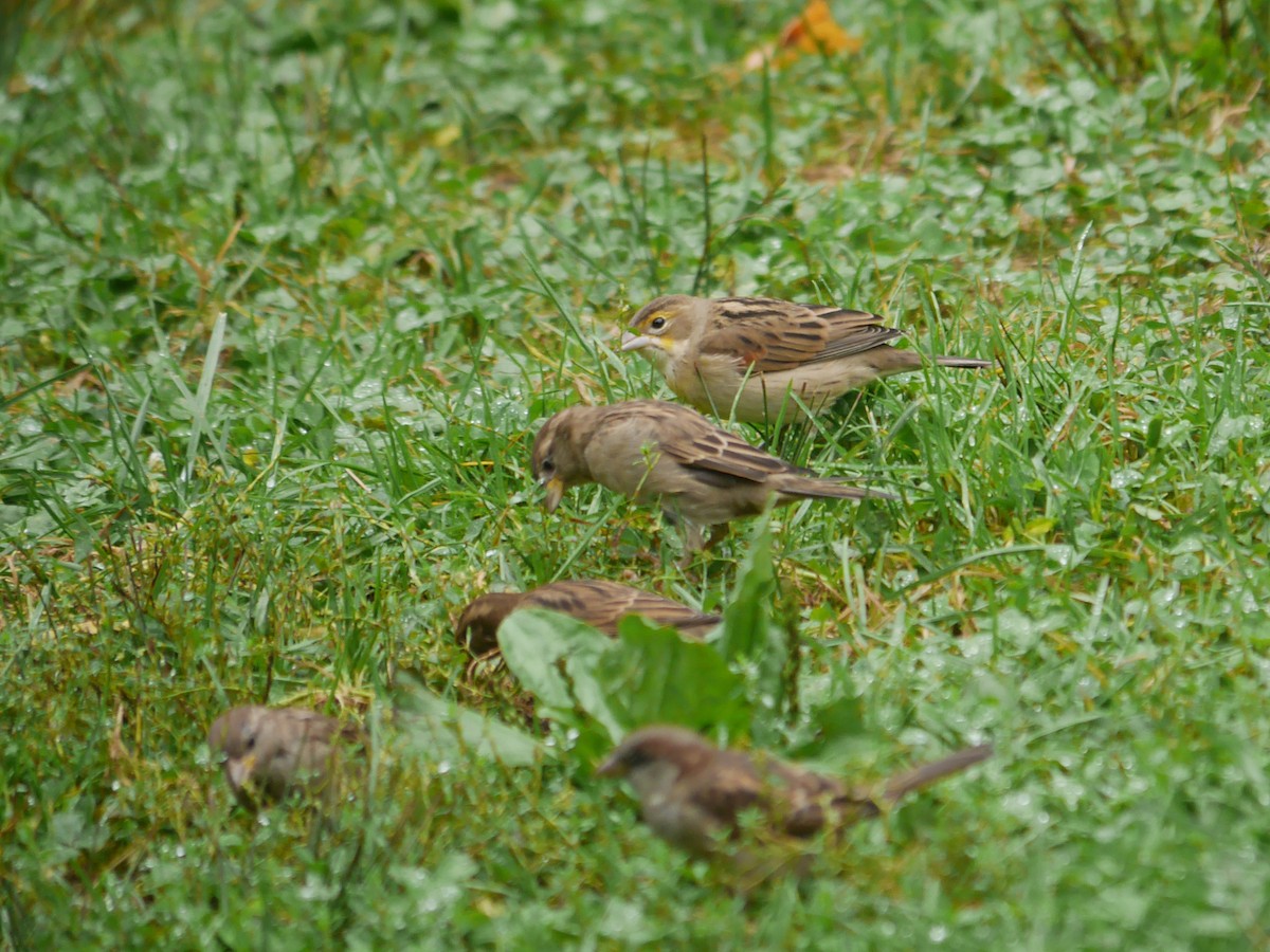 Dickcissel - ML614370094