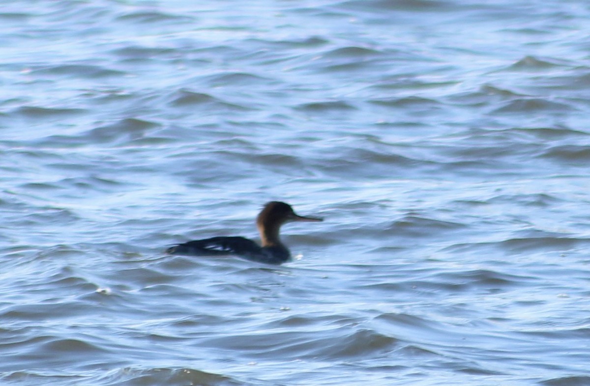 Red-breasted Merganser - ML614370140