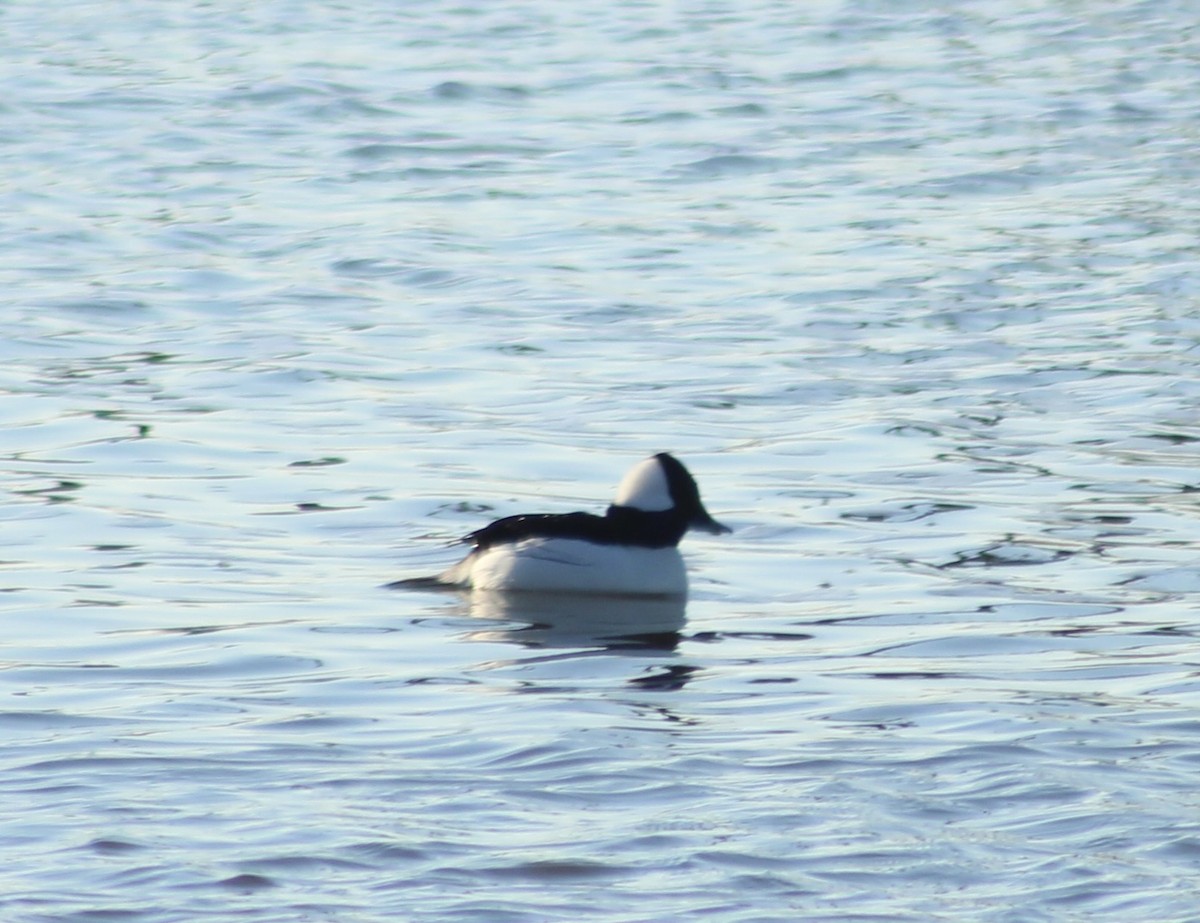 Bufflehead - ML614370155