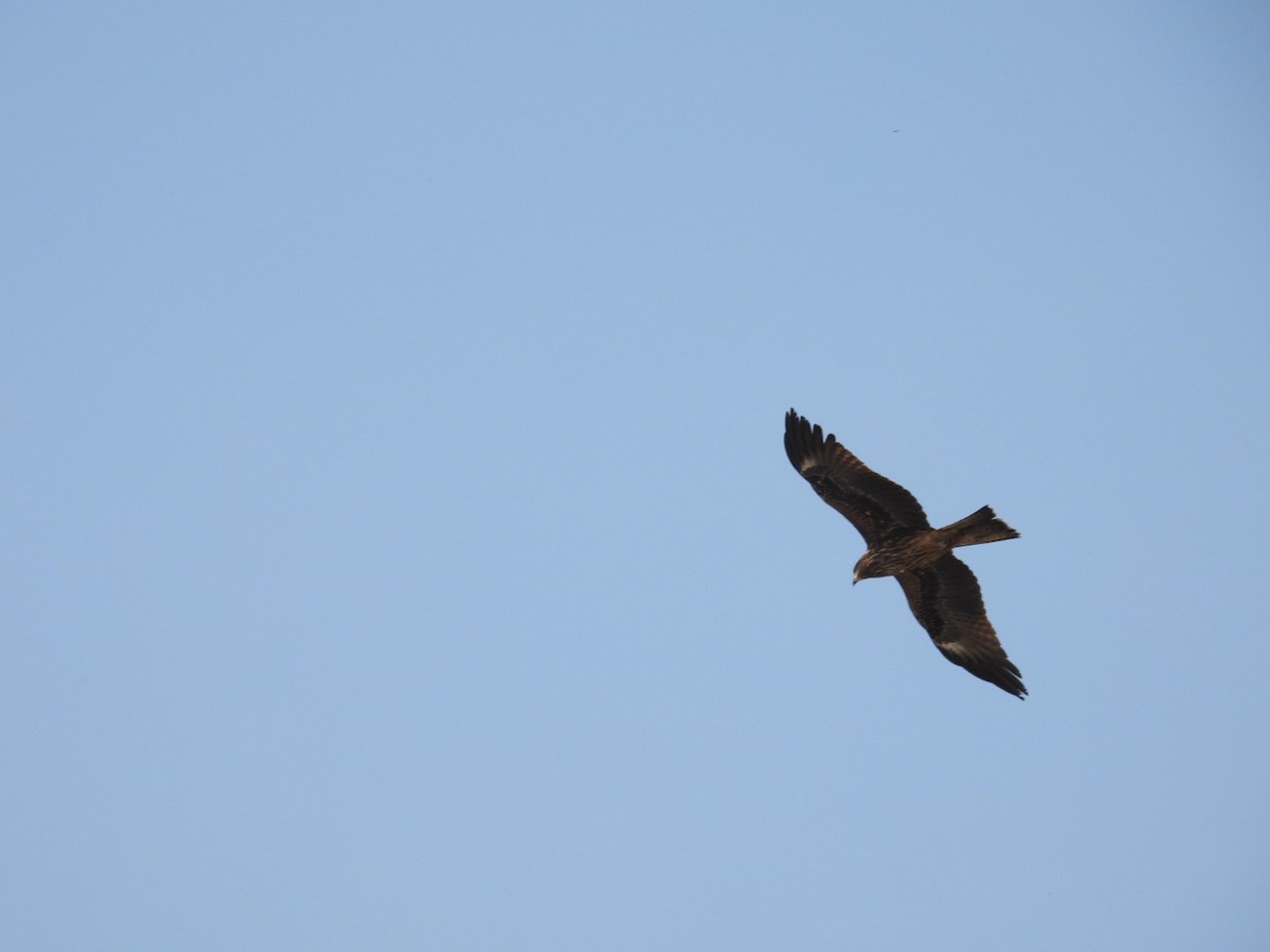 Black Kite - ML614370160