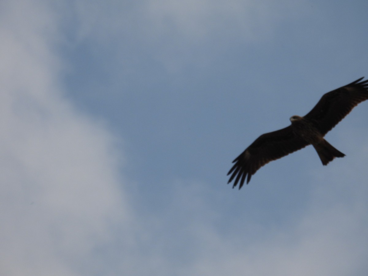 Black Kite - ML614370164