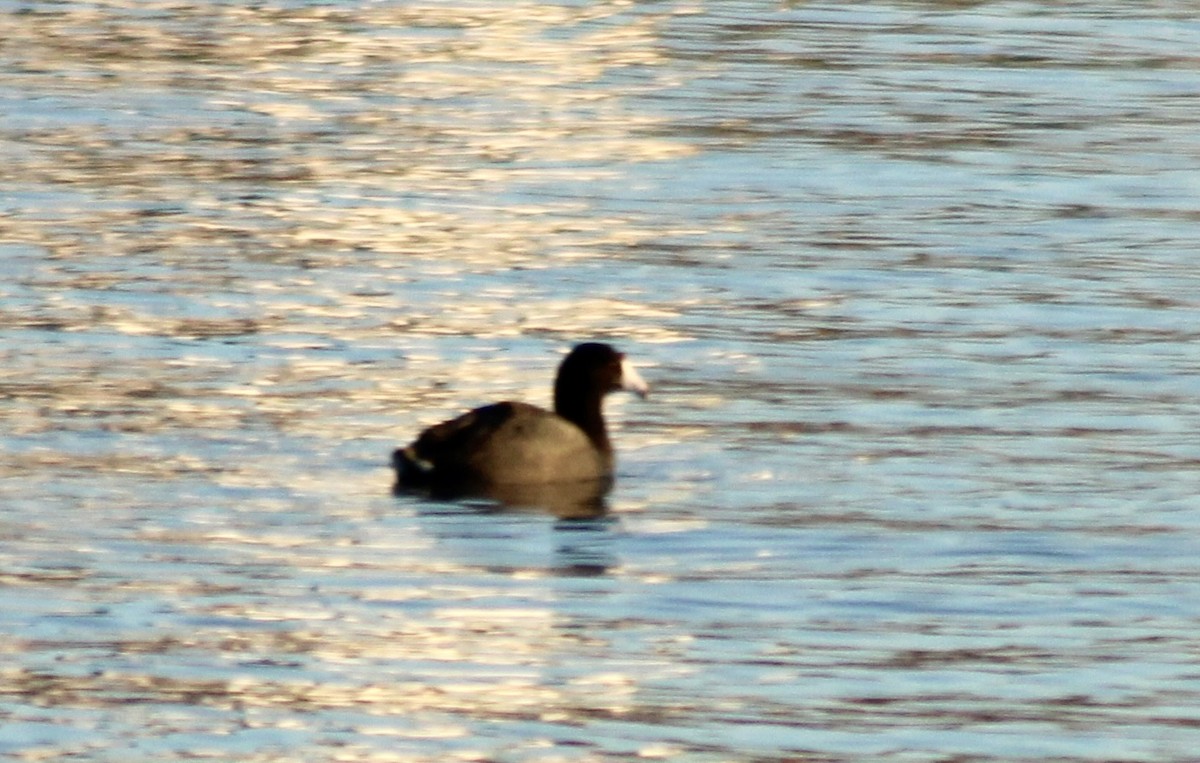 American Coot - ML614370169