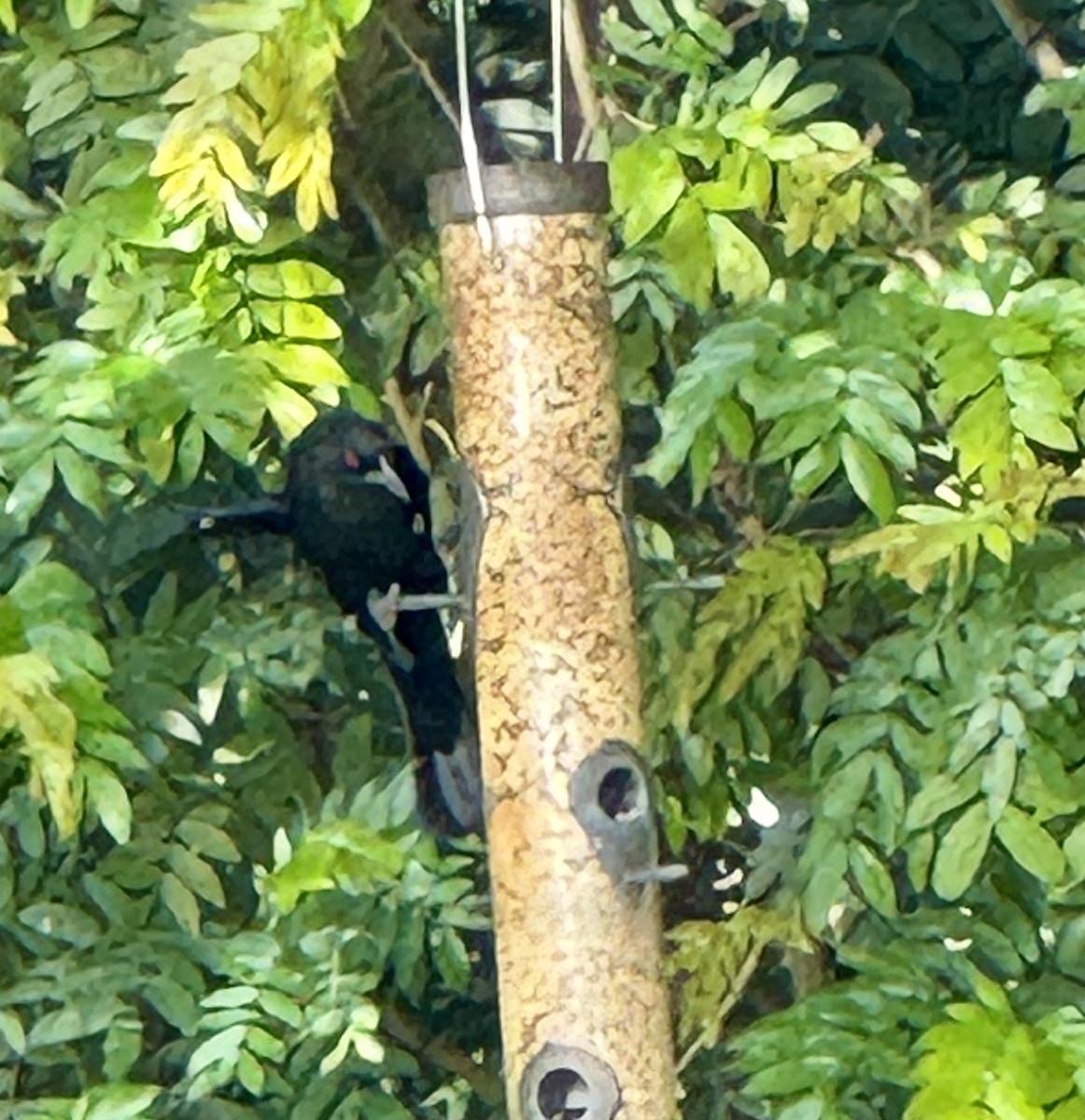 Bronzed Cowbird - ML614370254