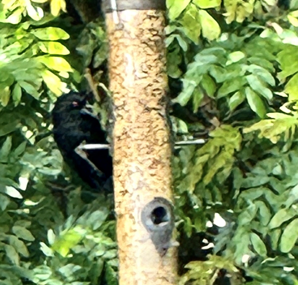 Bronzed Cowbird - ML614370262