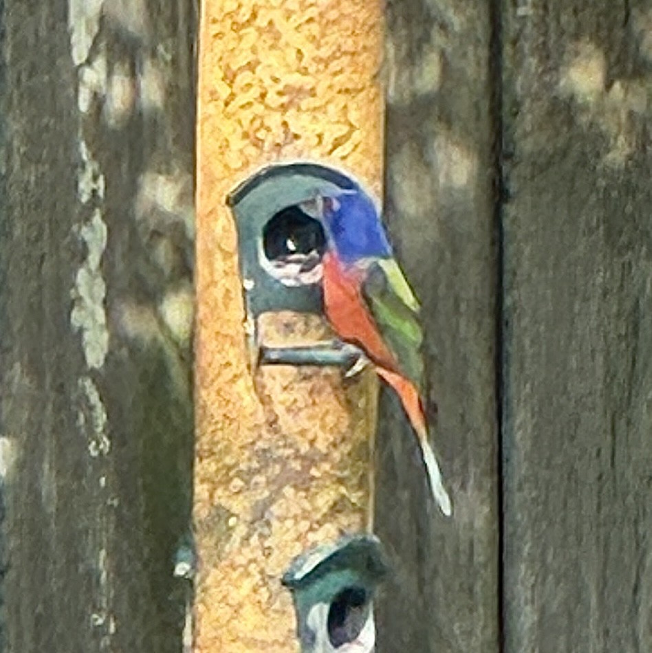 Painted Bunting - ML614370270