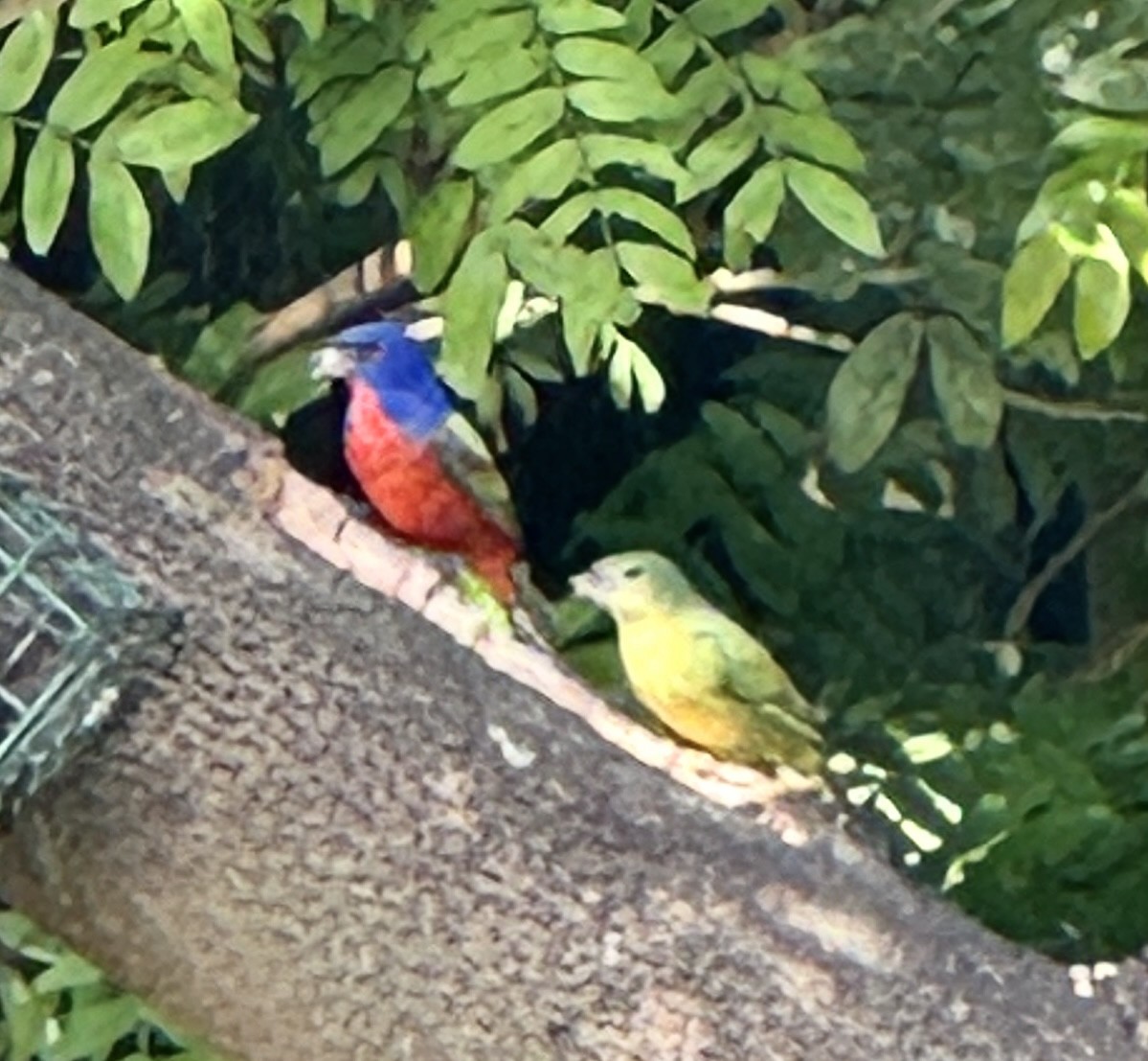Painted Bunting - ML614370272
