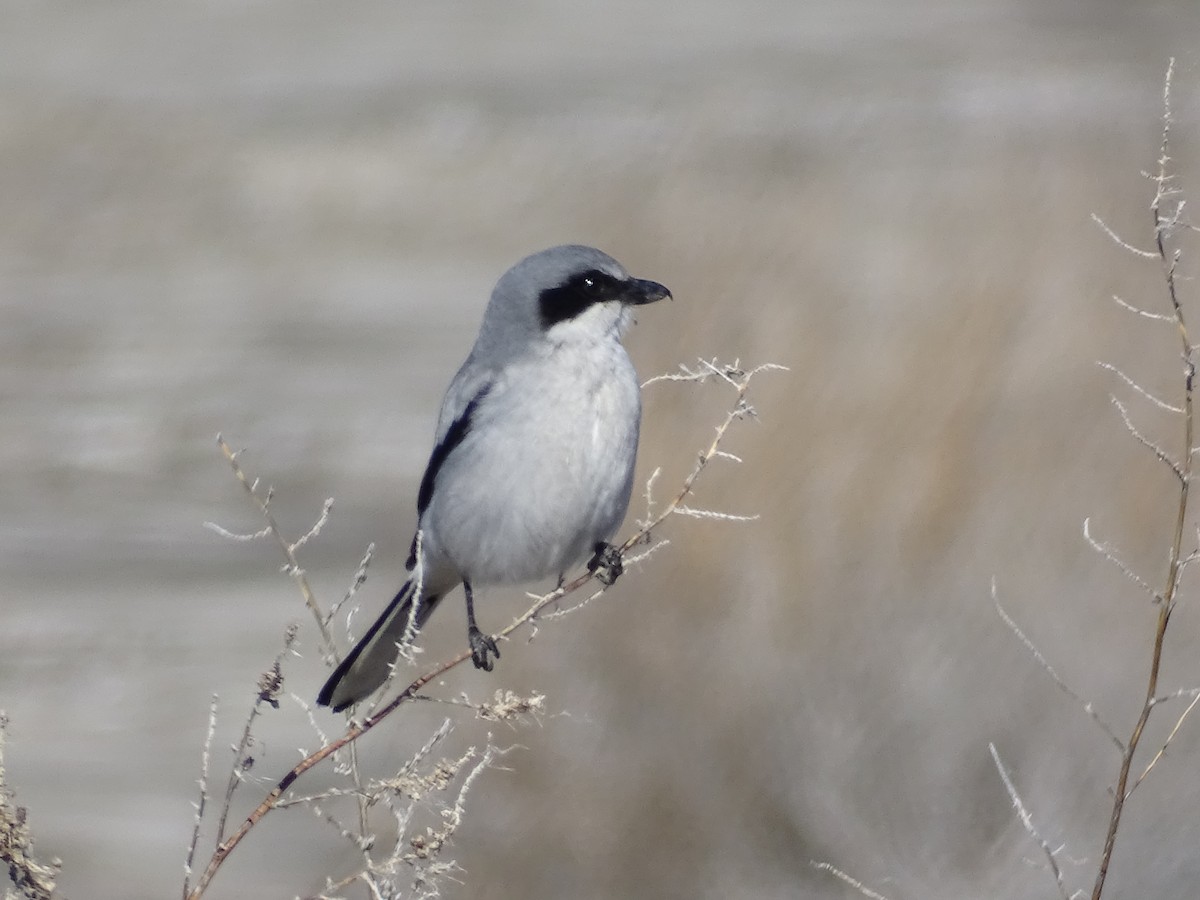 Loggerhead Shrike - ML614370388