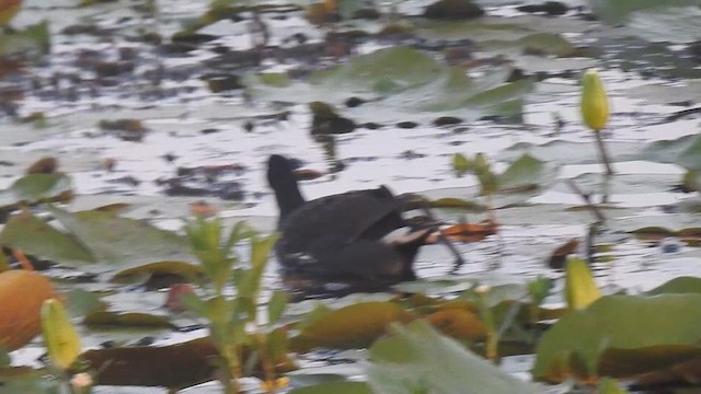 Gallinule d'Amérique - ML614370444