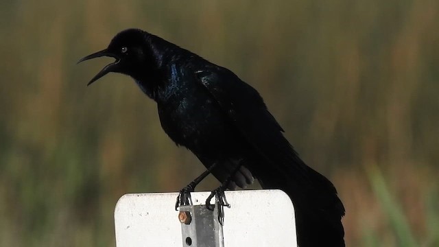 Boat-tailed Grackle - ML614370561