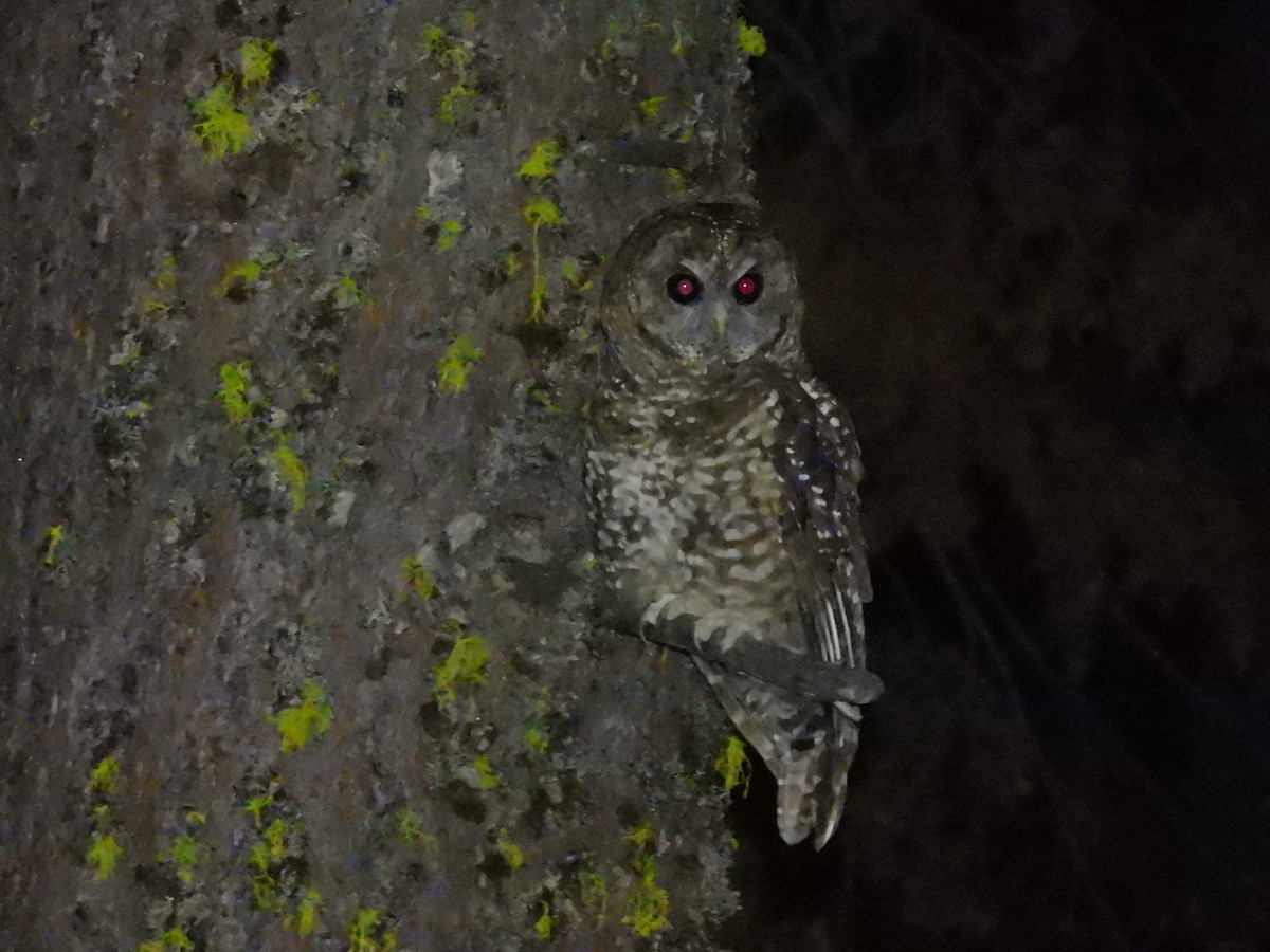 Spotted Owl - ML614370579