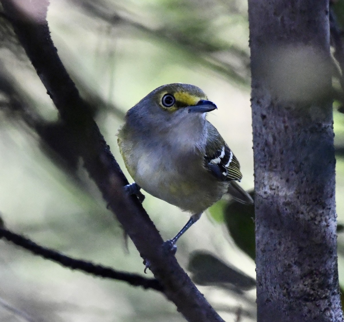 White-eyed Vireo - ML614370653