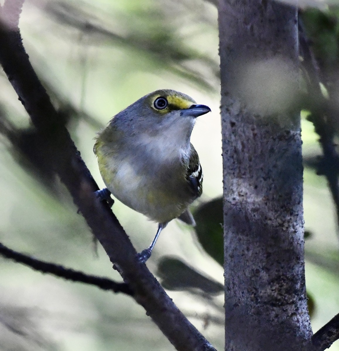 Ak Gözlü Vireo - ML614370654