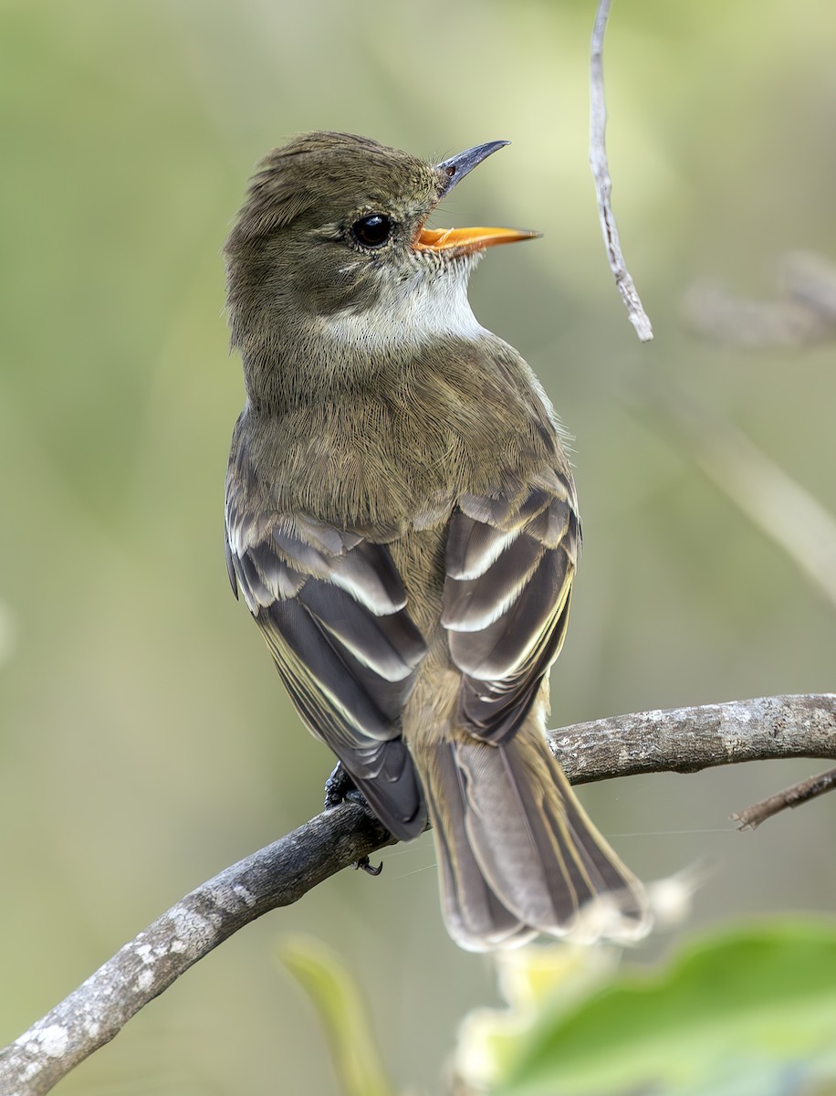 Caribbean Elaenia - ML614370674