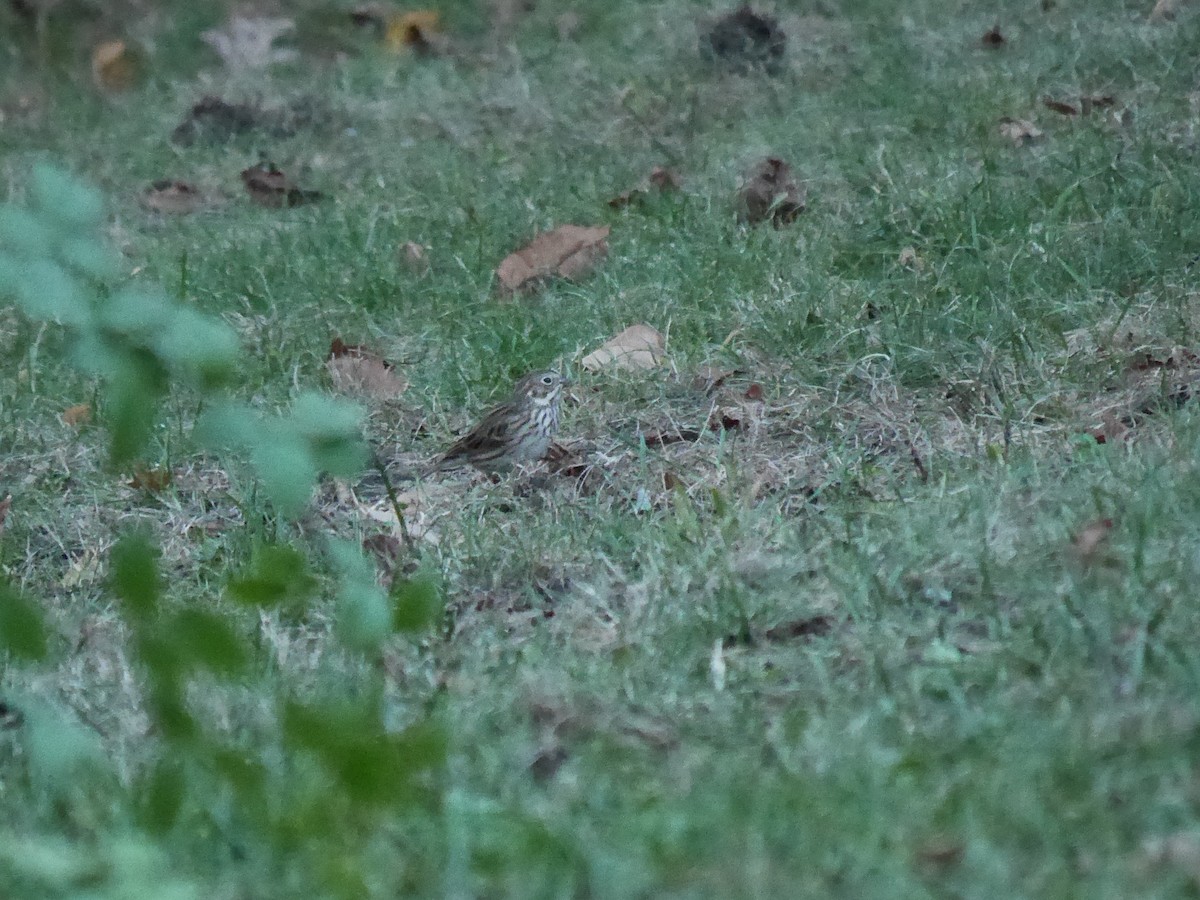 Vesper Sparrow - ML614370764