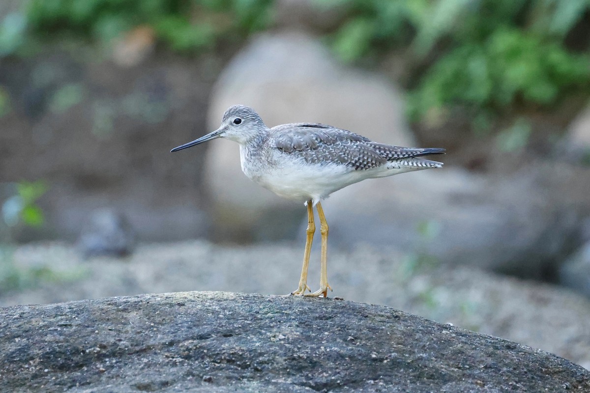 Greater Yellowlegs - ML614370788