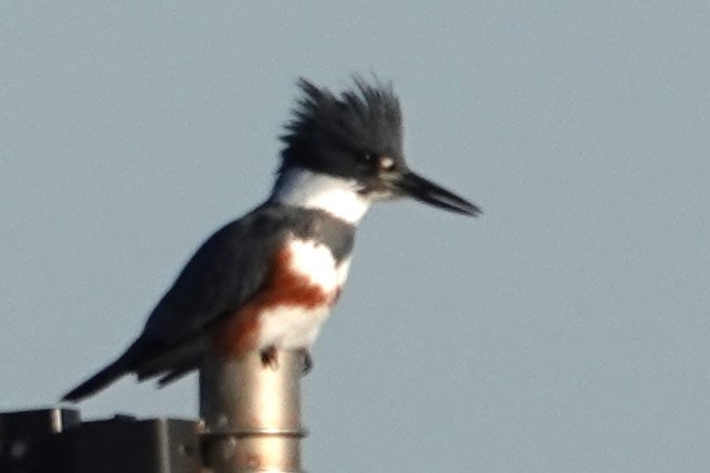 Belted Kingfisher - Allison Graves