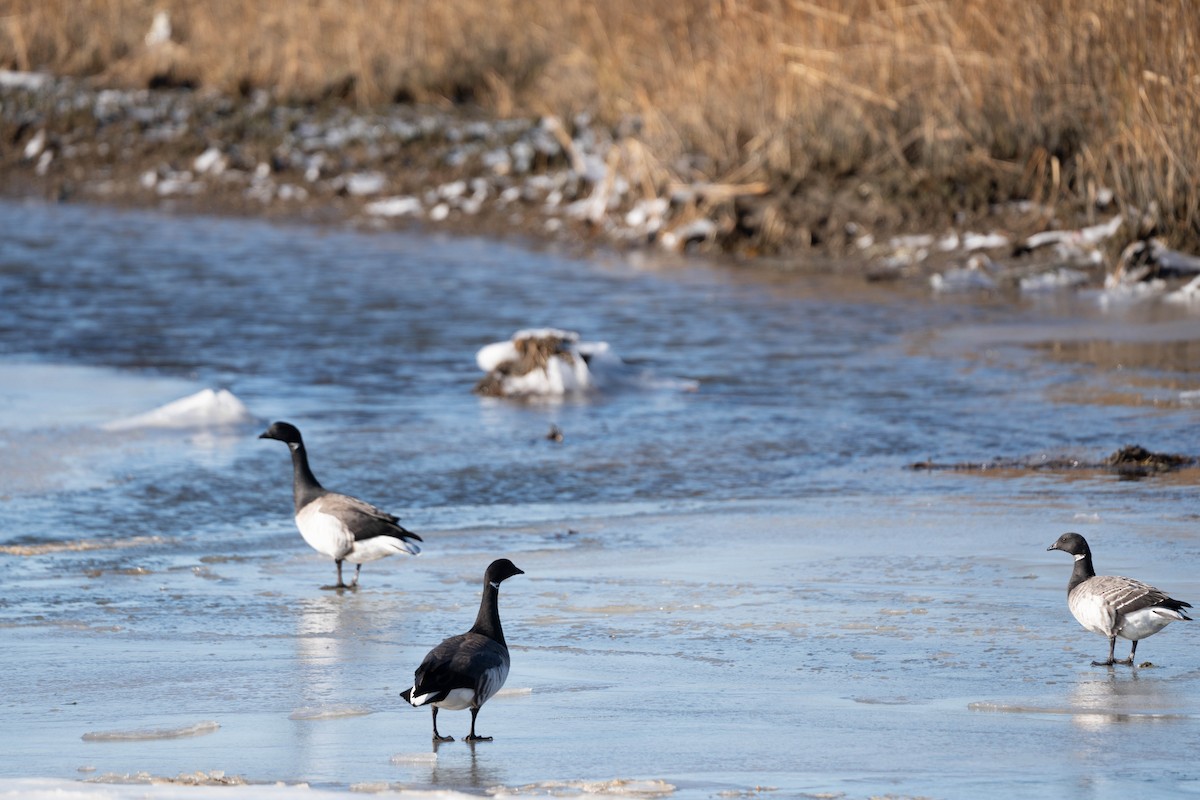 Brant - ML614370904