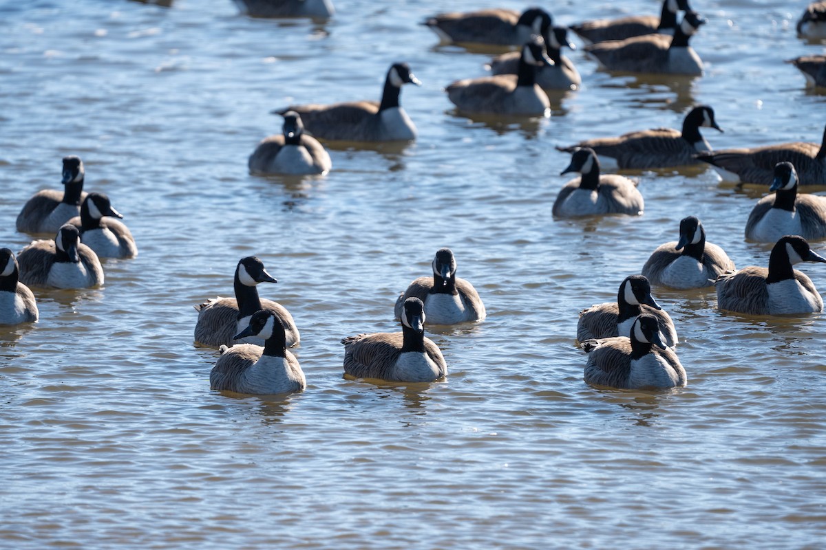 Canada Goose - ML614370922