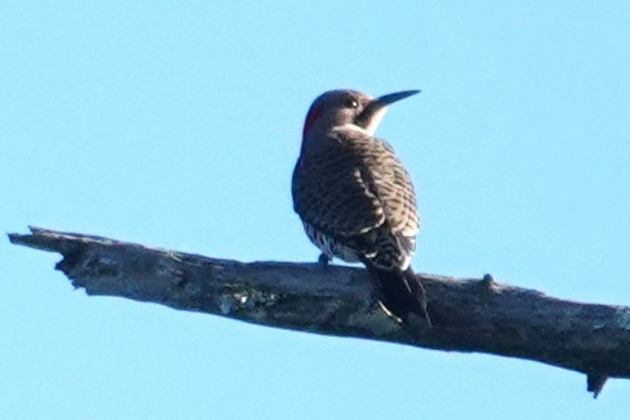 Northern Flicker (Yellow-shafted) - Allison Graves