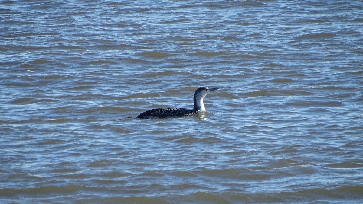 Red-throated Loon - ML614370980