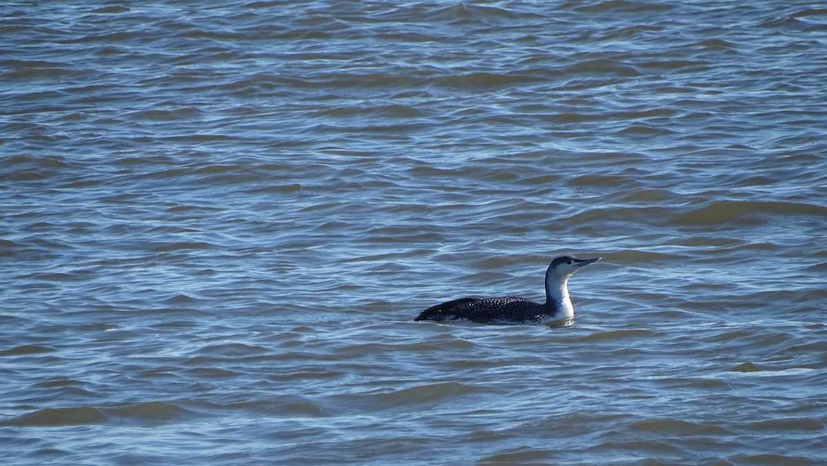 Red-throated Loon - ML614370981