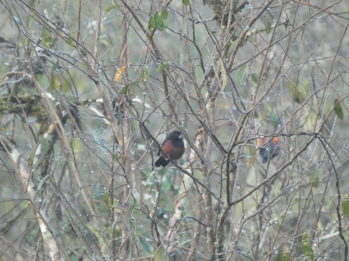 Chestnut-bellied Seed-Finch - ML614371009