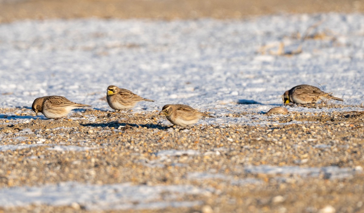 Horned Lark - Meredeth Oliver