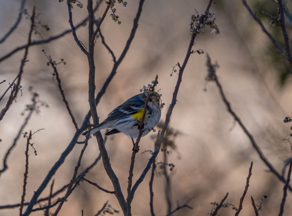 Yellow-rumped Warbler (Myrtle) - ML614371121