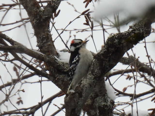 Downy Woodpecker - ML614371153