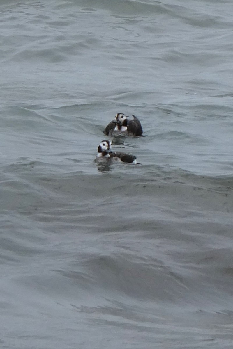 Long-tailed Duck - ML614371275