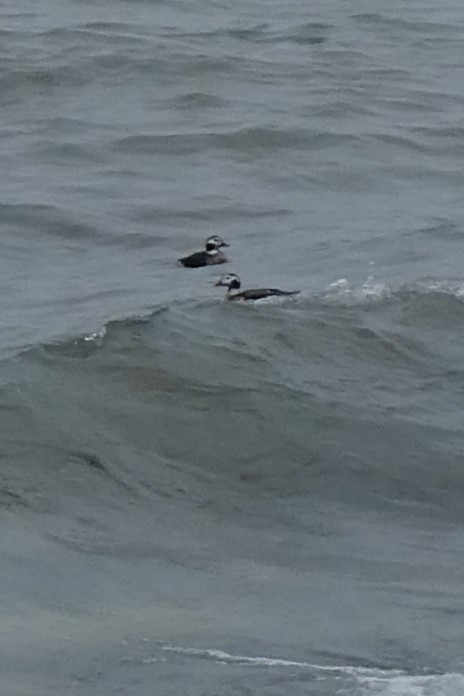 Long-tailed Duck - ML614371294