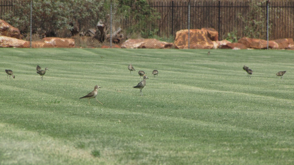 Oriental Plover - ML614371304