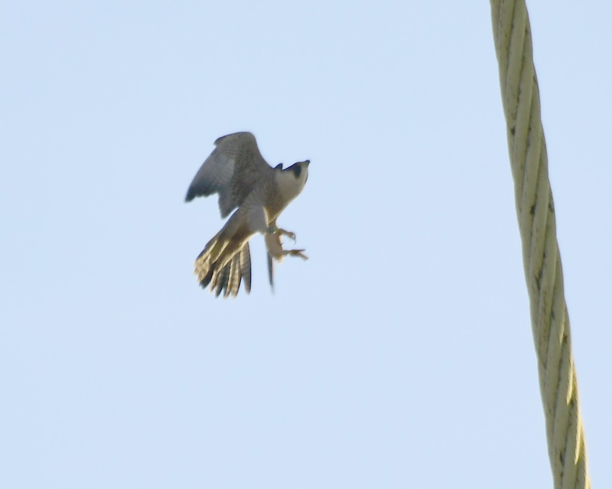 Peregrine Falcon - Ron Burkert