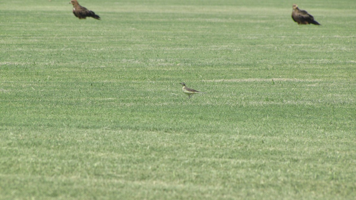 Eastern Yellow Wagtail - ML614371407