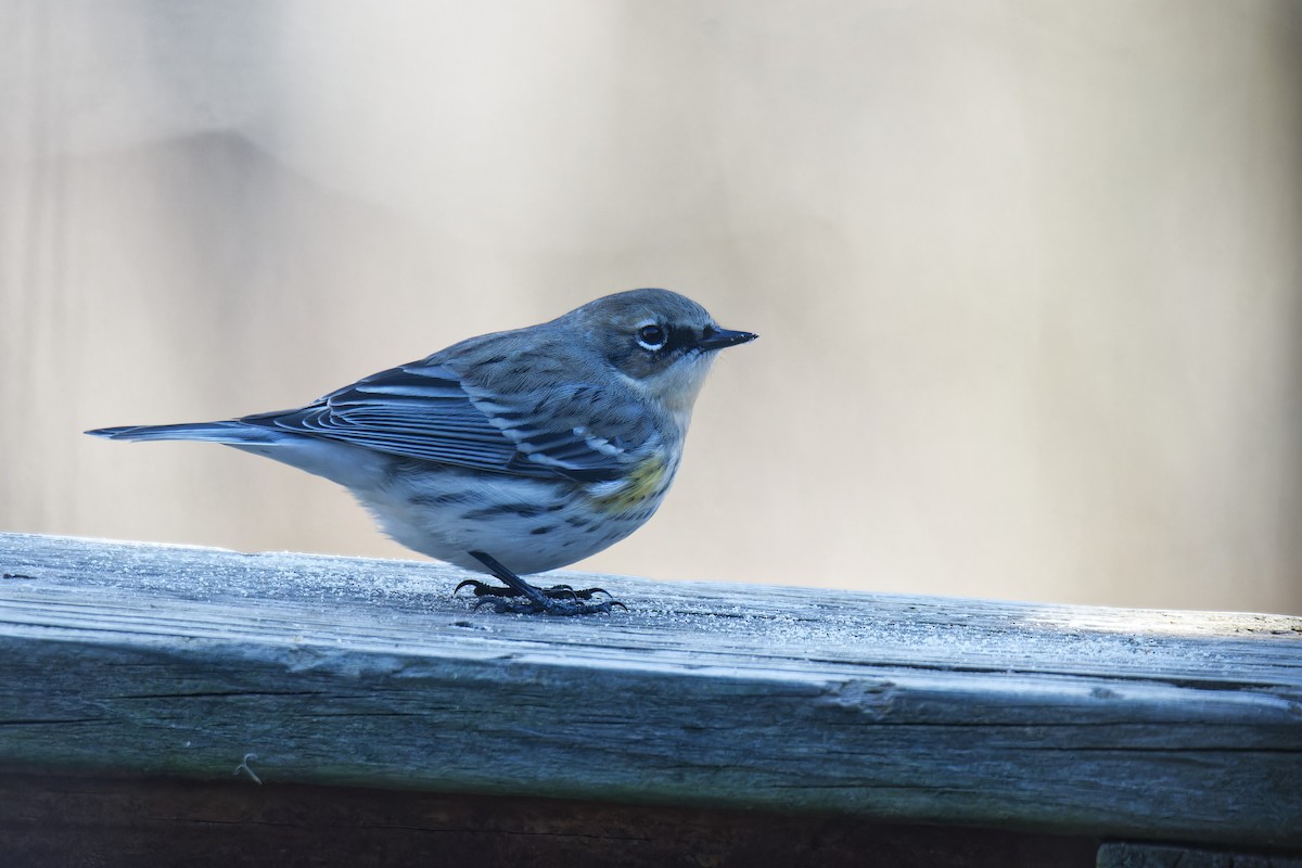 Yellow-rumped Warbler - ML614371419