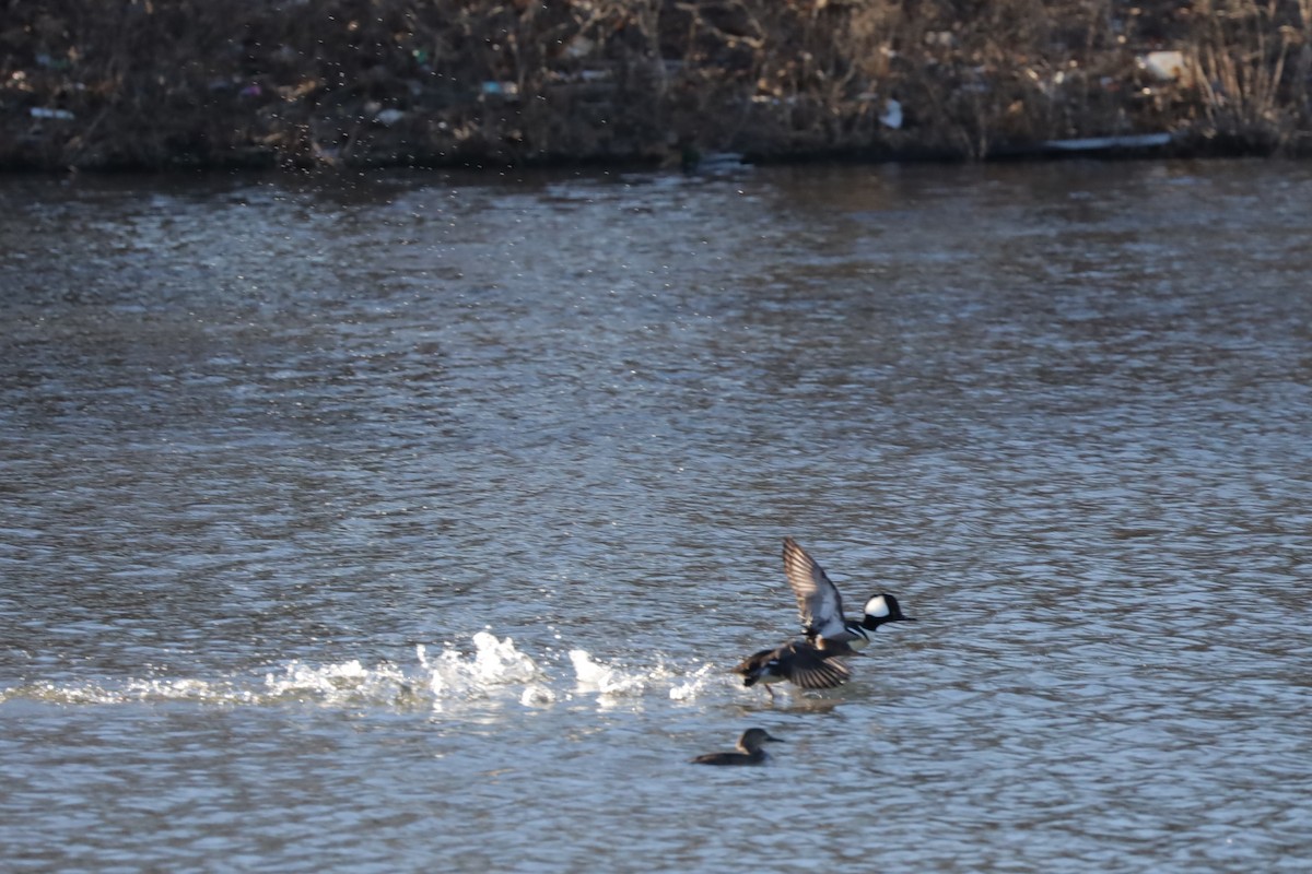 Hooded Merganser - ML614371429