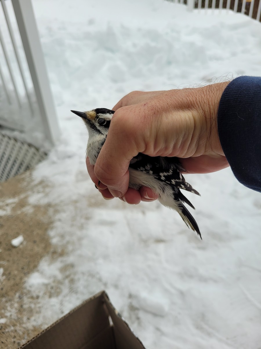 Downy Woodpecker - ML614371435