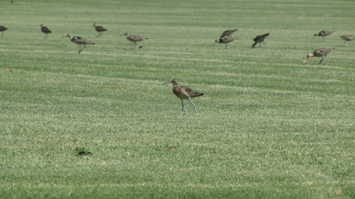 Little Curlew - ML614371449