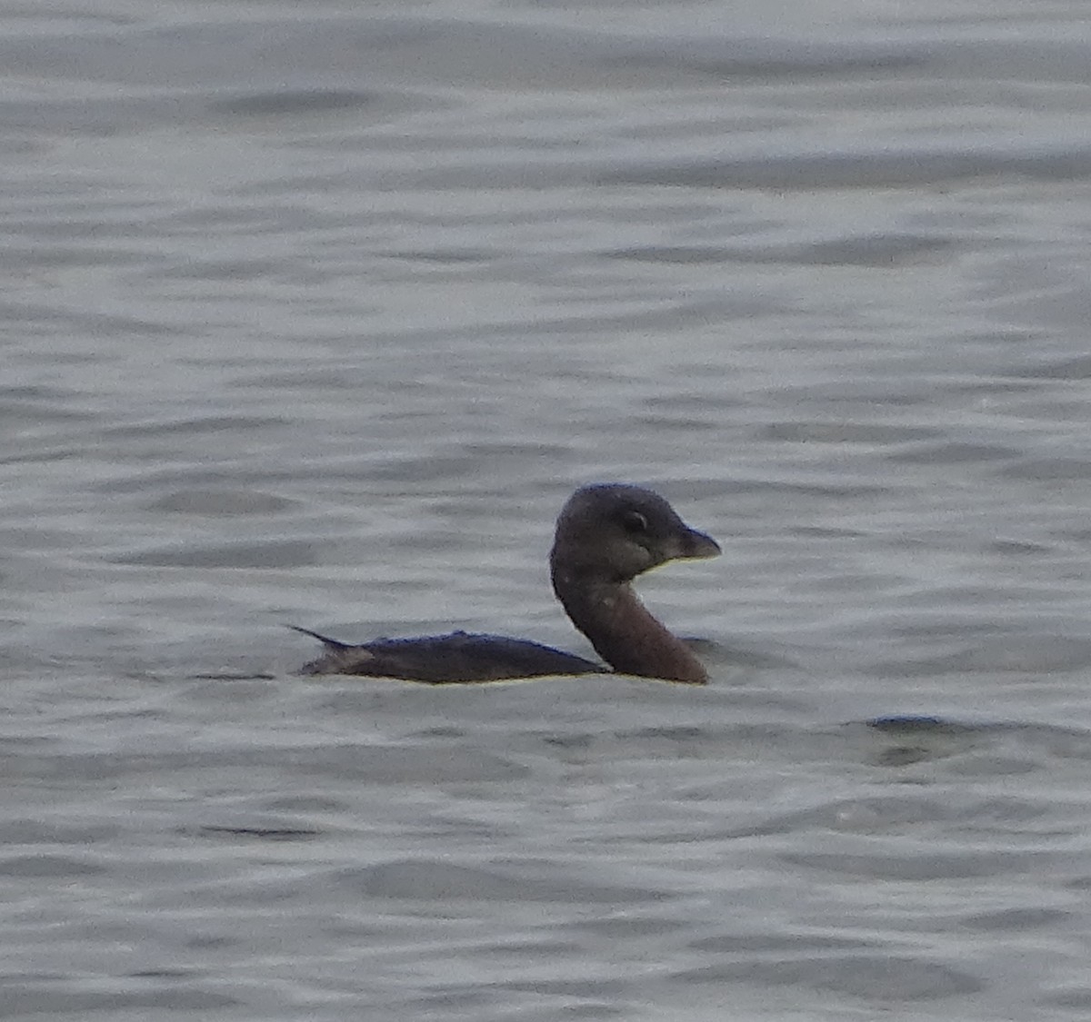 Pied-billed Grebe - ML614371483