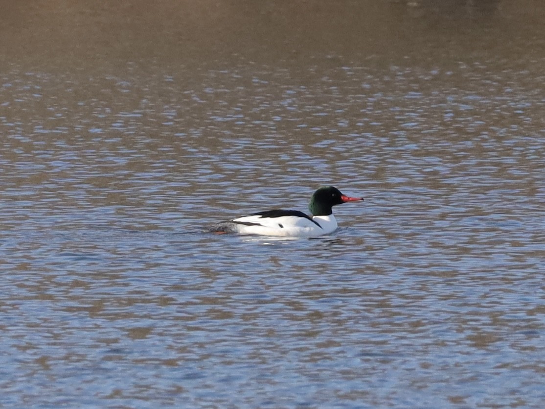 Common Merganser - ML614371491