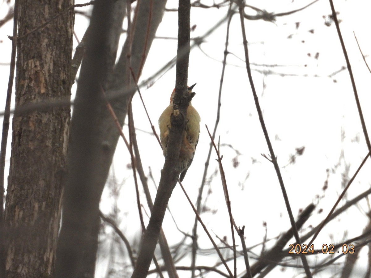 Red-bellied Woodpecker - Lyne Pelletier