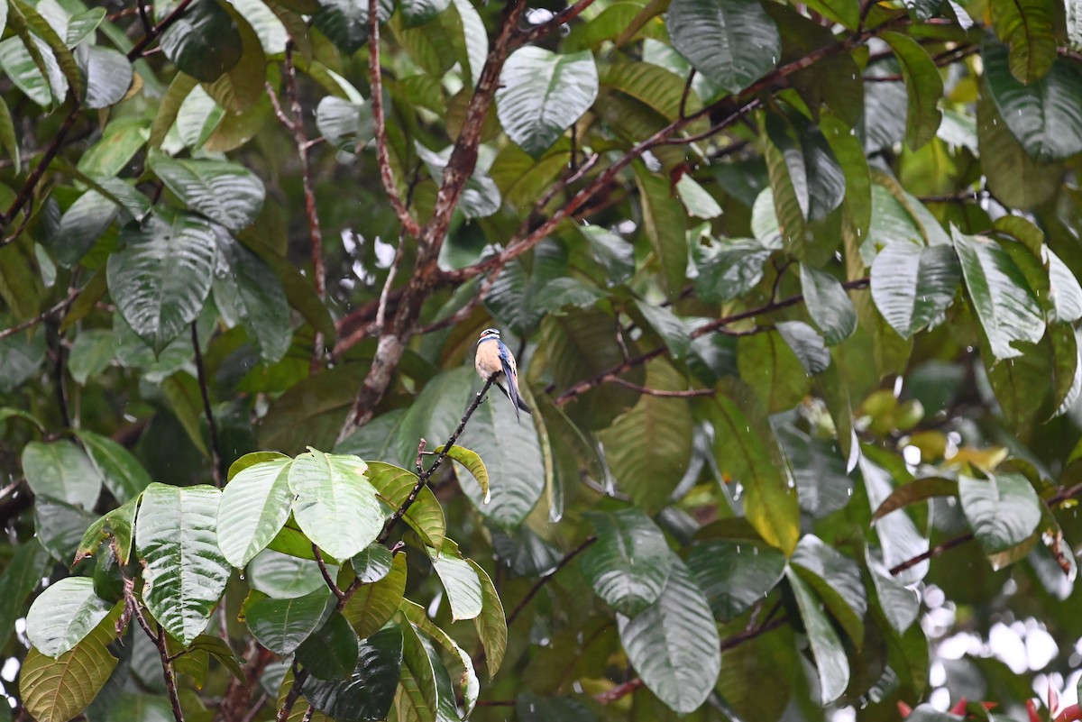 Whiskered Treeswift - ML614371610