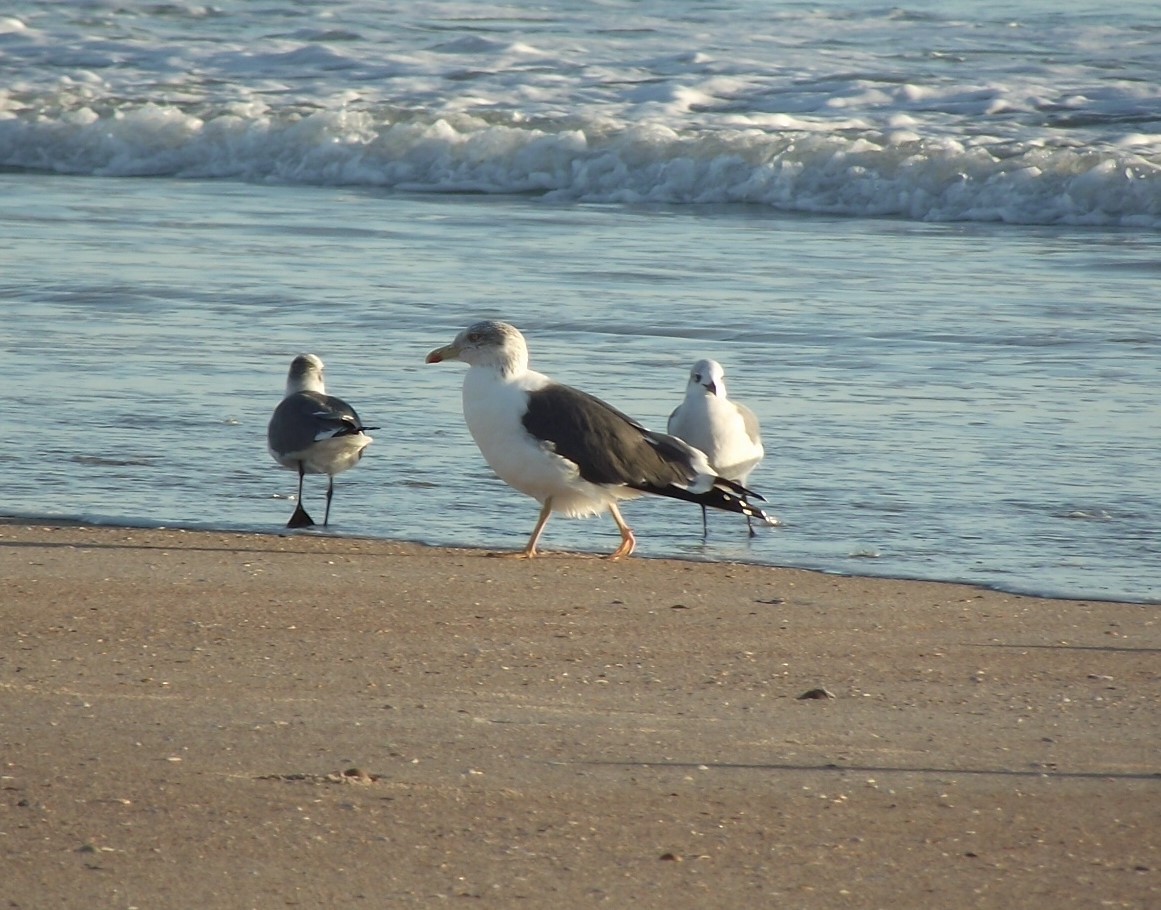 Lesser Black-backed Gull - ML614371625