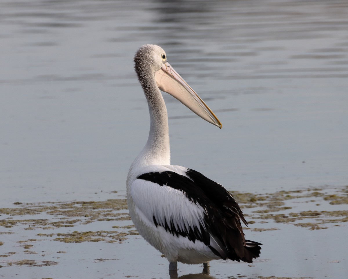 Australian Pelican - Rolo Rodsey